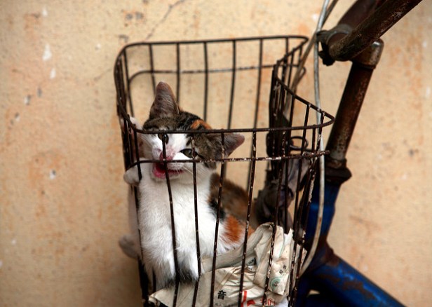 кот на велосипеде