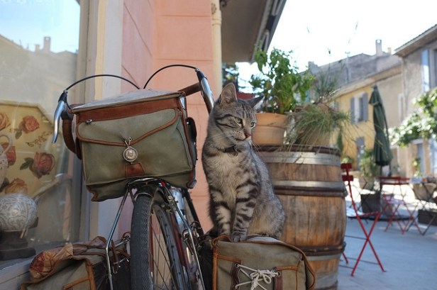 кот на велосипеде